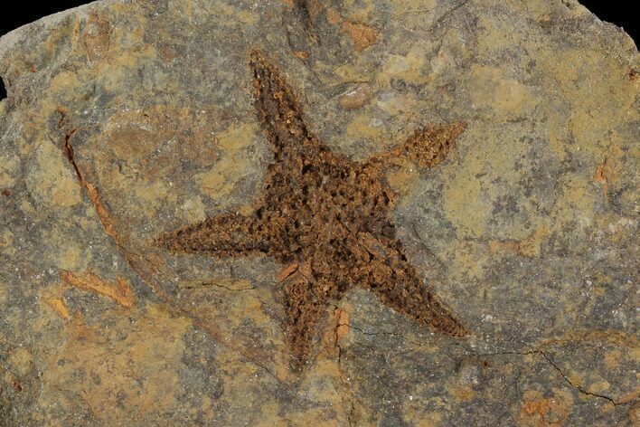 Ordovician Starfish (Petraster?) & Edrioasteroids - Morocco #94329